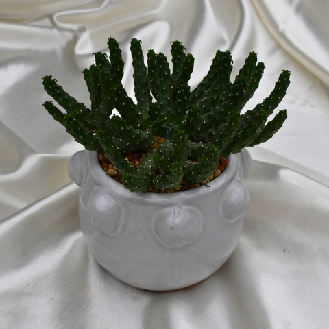 Euphorbia inermis en pot décoratif