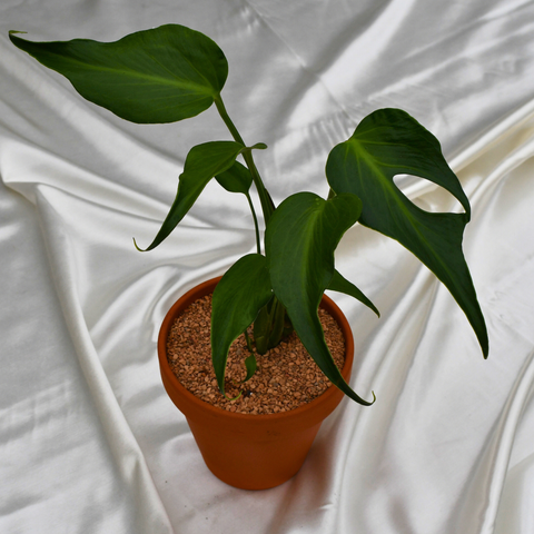 Monstera burle marx 'Flame' en pot de terre cuite