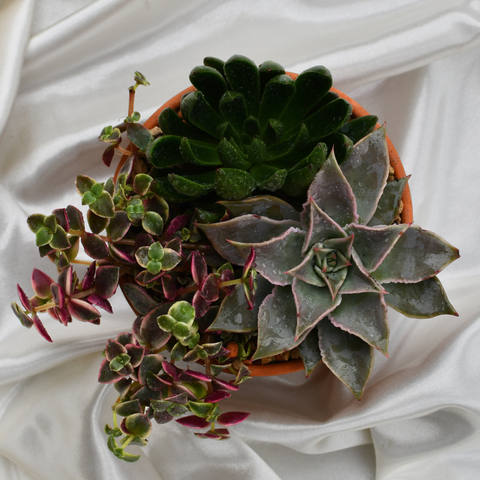 Arrangement de succulentes en pot de terre cuite