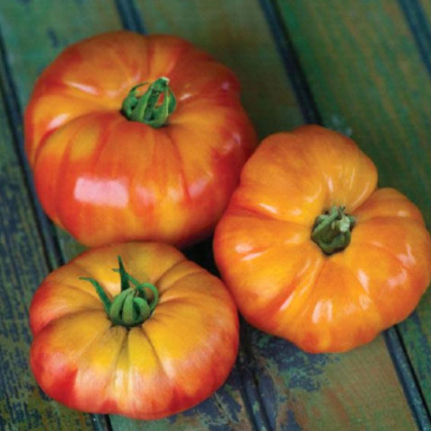 Tomate ancestrale 'Big Rainbow' (Jaune marbré)
