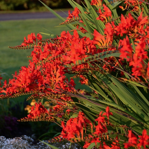 Crocosmia 'Lucifer' (Rouge)