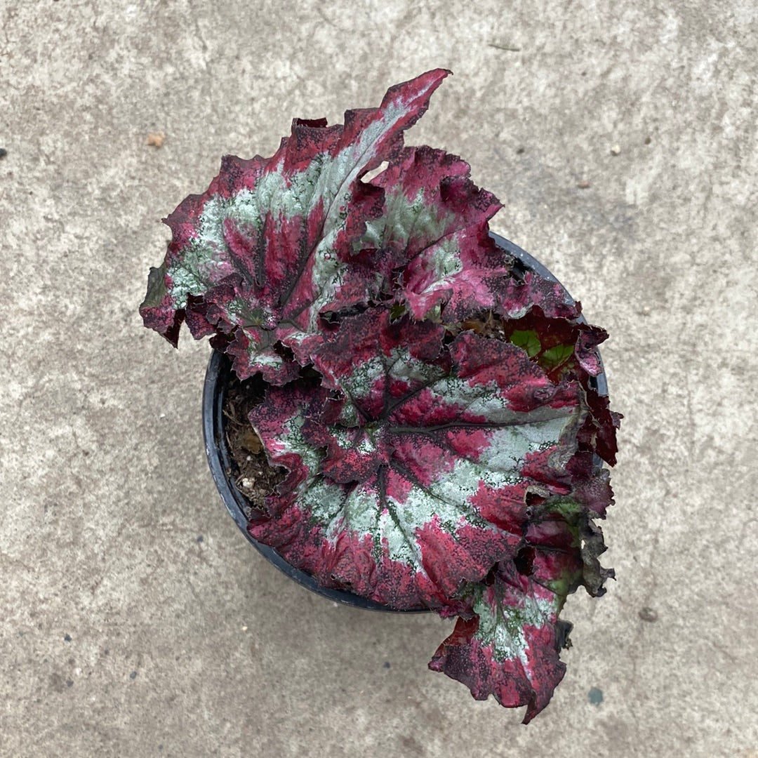 Begonia rex 'Salsa' | Tropicales | Plantearium – Serres Lavoie