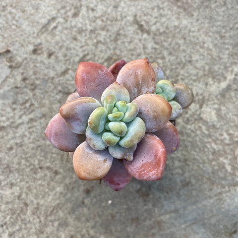 Graptopetalum 'Luo Godess'