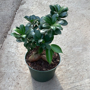 Open image in slideshow, Ficus 'Ginseng'
