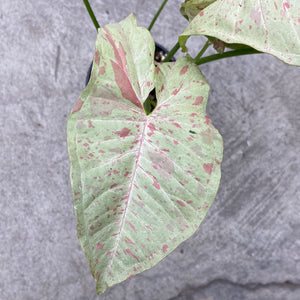 Syngonium podophyllum 'Pink Spotted'