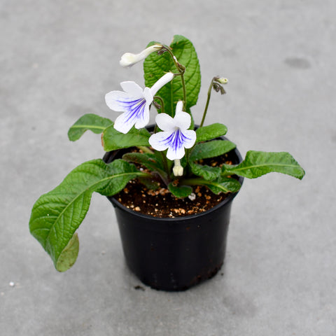 Streptocarpus 'Ladyslippers White Ice'