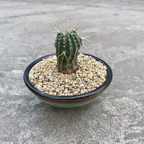 Euphorbia phillipsioides with decorative pot