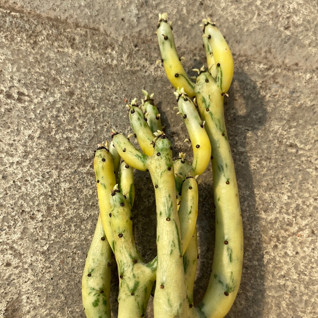 Euphorbia alluaudii variegata