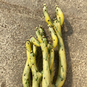 Euphorbia alluaudii variegata