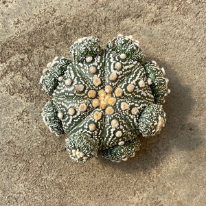 Open image in slideshow, Astrophytum asteria (several heads)
