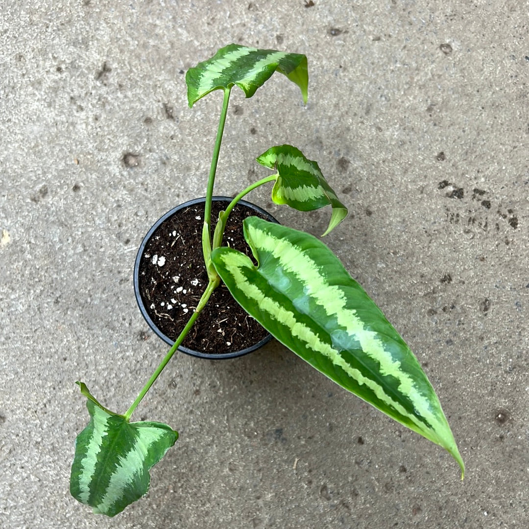 Schismatoglottis wallichii – Serres Lavoie
