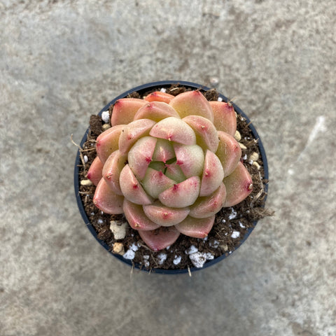 Echeveria 'Star moon bubble