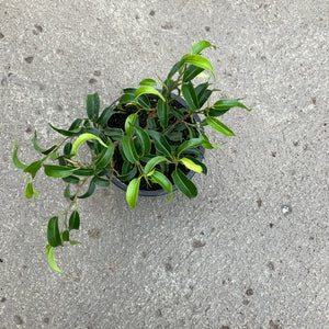 Open image in slideshow, Ficus benjamina 'Curly'.
