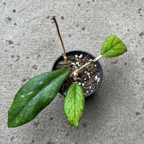 Hoya vitellinoides