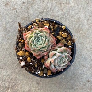 Open image in slideshow, Echeveria 'Hyalina E. Walther'.
