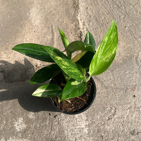 Monstera Standleyana 'albo' variegata