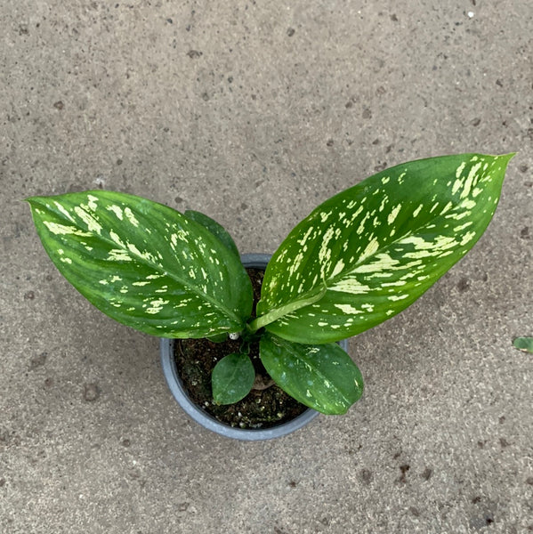 Dieffenbachia 'White Etna' – Serres Lavoie