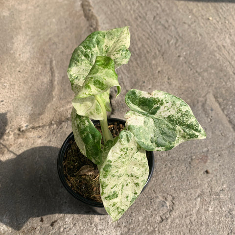 Alocasia Macrorrhiza 'Camouflage' variegata