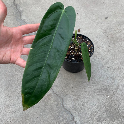anthurium esmeralda Anthurium warocqueanum 'Esmeraldas' – Serres Lavoie