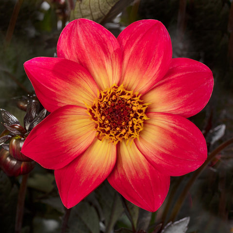 Dahlia Dahlegria Sunrise (Red to yellow)