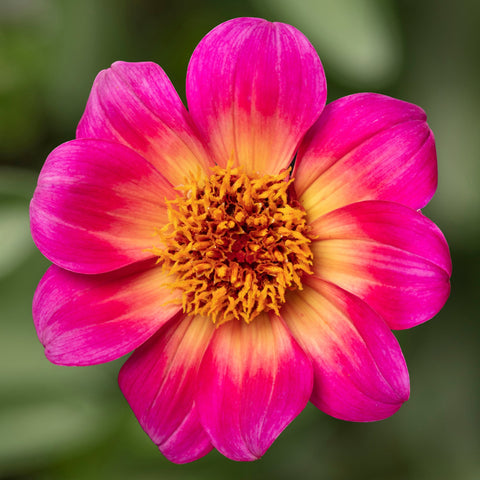 Dahlia Happy Days Fuchsia Halo (Fuchsia to yellow)