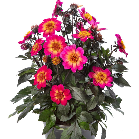 Dahlia Happy Days Fuchsia Halo (Fuchsia to yellow)