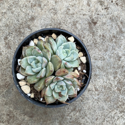 Echeveria 'Pink wave point