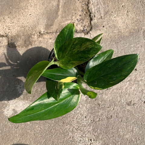 Monstera Standleyana 'albo' variegata