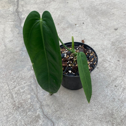 anthurium esmeraldense Anthurium warocqueanum 'Esmeraldas' – Serres Lavoie