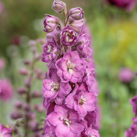 Delphinium Magic Fountains 'Cherry Blossom' (Rose)