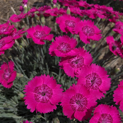 Dianthus 'Neon Star' (Fuschia)