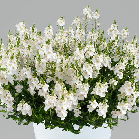 Diascia Trinity Grace (White)