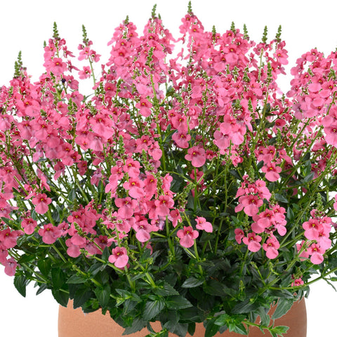 Diascia Trinity Pink