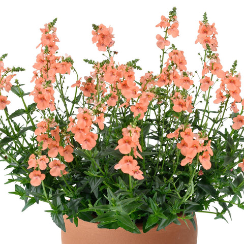 Diascia Trinity Salmon