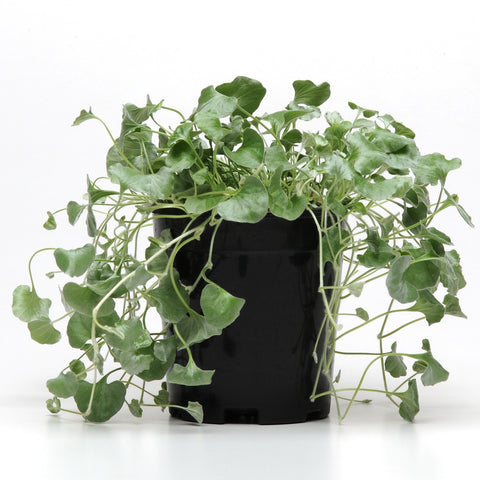 Dichondra Silver Falls