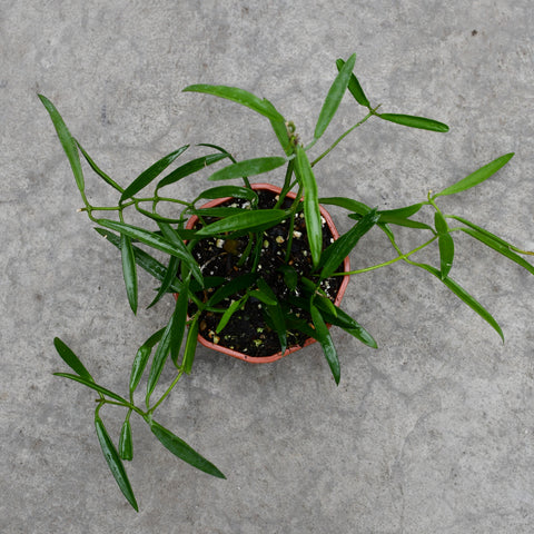 Dischidia philippinensis