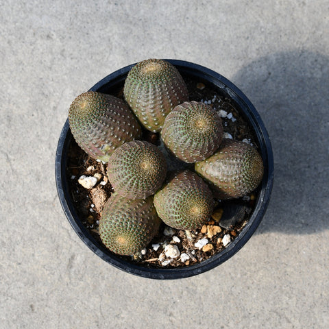 Rebutia heliosa