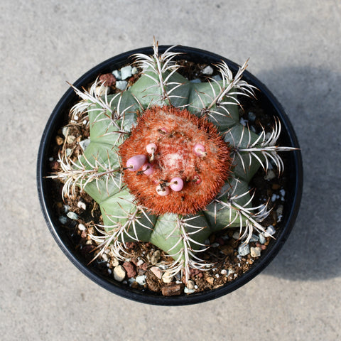 Melocactus matanzanus