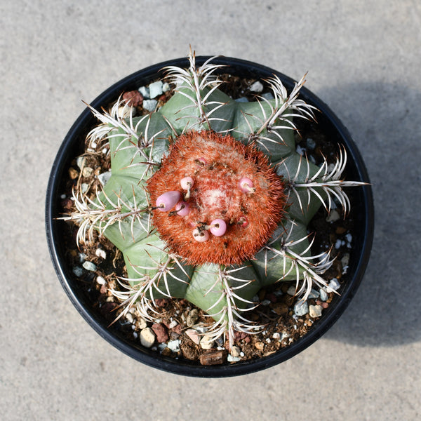 Melocactus matanzanus – Serres Lavoie