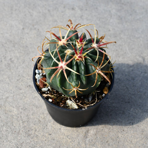 Ferocactus latispinus