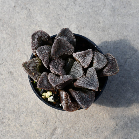 Haworthia 'Mordor'