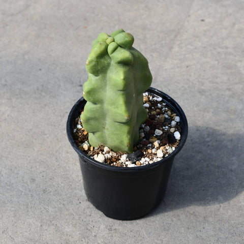 Pachycereus schottii f. monstrosus