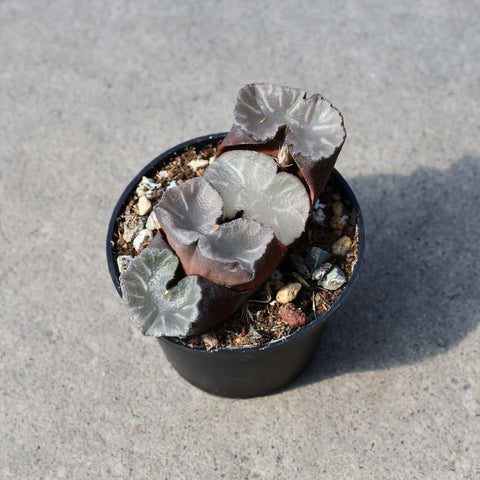 Haworthia truncata 'Bai Ya'