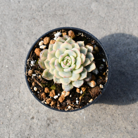 Echeveria minima f. Variegata
