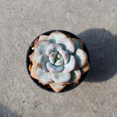 Echeveria 'Star Snow'