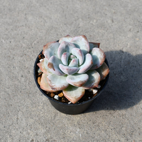 Echeveria 'Star Snow'