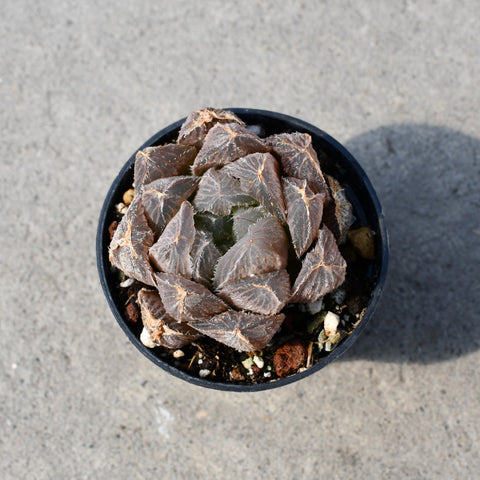 Haworthia cooperi venusta 'Mao Yu Lu'
