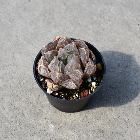 Haworthia cooperi venusta 'Mao Yu Lu'
