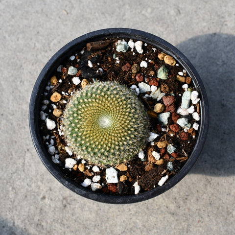Parodia haselbergii ssp. graessneri
