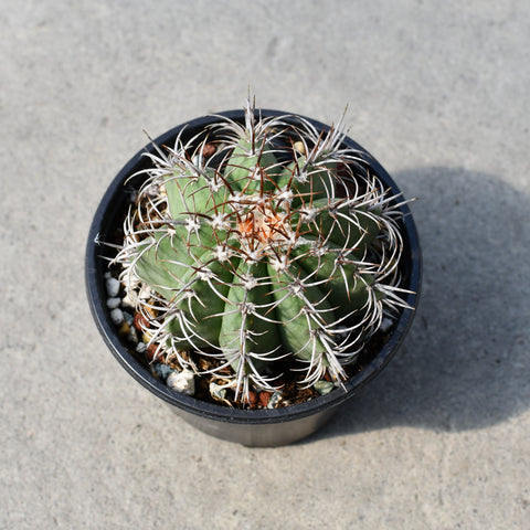 Melocactus matanzanus